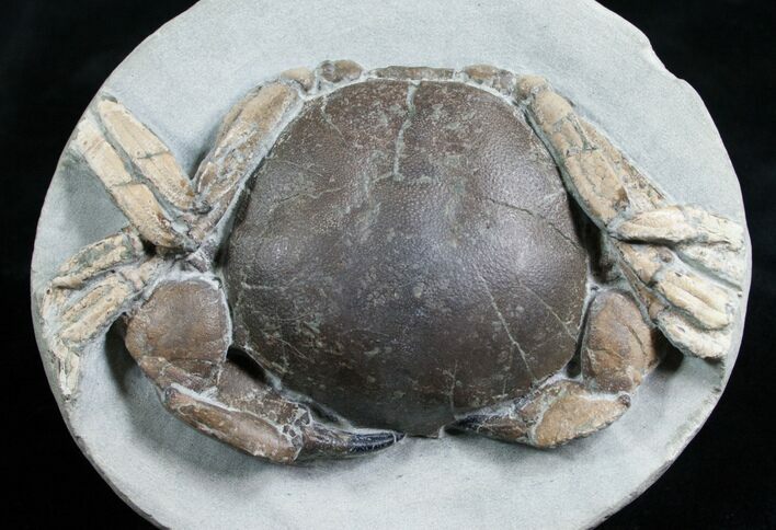 Tumidocarcinus Crab Fossil - New Zealand #4643